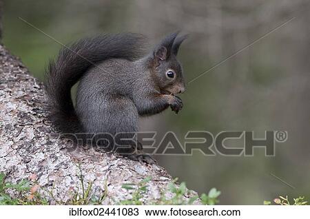 "Red Squirrel (Sciurus vulgaris), brown coat, sitting on a tree trunk feeding on a hazelnut, Tyrol, Austria, Europe" View Large Photo Image Stock Image - "Red Squirrel (Sciurus vulgaris), brown coat, sitting on a tree trunk feeding on a hazelnut, Tyrol, Austria, Europe". Fotosearch