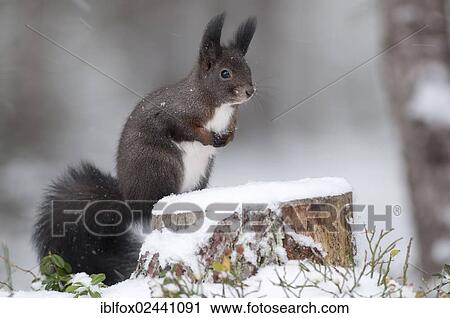 "Red Squirrel (Sciurus vulgaris), brown coat, standing upright in the snow, Tyrol, Austria, Europe" View Large Photo Image Stock Image - "Red Squirrel (Sciurus vulgaris), brown coat, standing upright in the snow, Tyrol, Austria, Europe". Fotosearch
