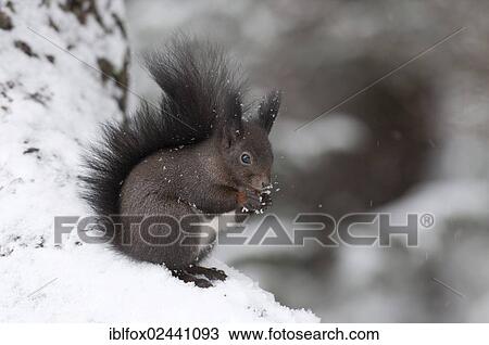 "Red Squirrel (Sciurus vulgaris), brown coat, sitting on a snow-covered branch feeding on a nut, Tyrol, Austria, Europe" View Large Photo Image Stock Image - "Red Squirrel (Sciurus vulgaris), brown coat, sitting on a snow-covered branch feeding on a nut, Tyrol, Austria, Europe". Fotosearch