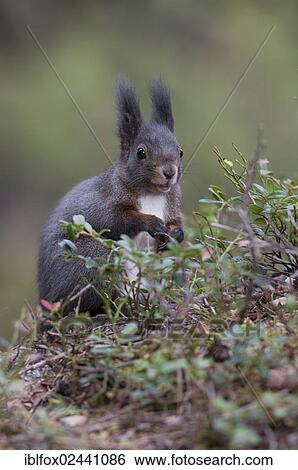 "Red Squirrel (Sciurus vulgaris), brown coat, on the forest floor foraging for food, Tyrol, Austria, Europe" View Large Photo Image Stock Photograph - "Red Squirrel (Sciurus vulgaris), brown coat, on the forest floor foraging for food, Tyrol, Austria, Europe". Fotosearch