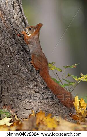 "Red Squirrel (Sciurus vulgaris) hiding a nut in the crack of tree bark, in a park, Leipzig, Saxony, Germany, Europe" View Large Photo Image Picture - "Red Squirrel (Sciurus vulgaris) hiding a nut in the crack of tree bark, in a park, Leipzig, Saxony, Germany, Europe". Fotosearch