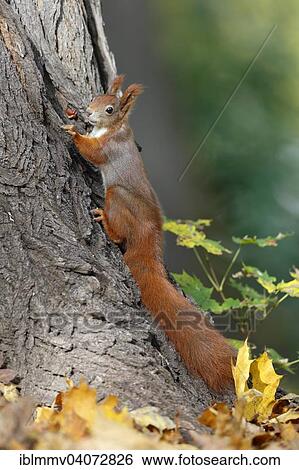 "Red Squirrel (Sciurus vulgaris) hiding a nut in the crack of tree bark, in a park, Leipzig, Saxony, Germany, Europe" View Large Photo Image Stock Photograph - "Red Squirrel (Sciurus vulgaris) hiding a nut in the crack of tree bark, in a park, Leipzig, Saxony, Germany, Europe". Fotosearch
