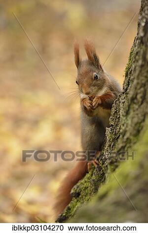 "Red Squirrel (Sciurus vulgaris) in an urban park in autumn, Leipzig, Saxony, Germany, Europe" View Large Photo Image Stock Image - "Red Squirrel (Sciurus vulgaris) in an urban park in autumn, Leipzig, Saxony, Germany, Europe". Fotosearch