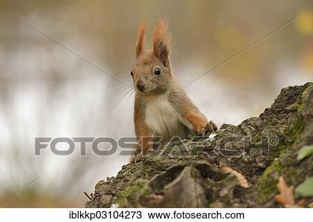 "Red Squirrel (Sciurus vulgaris) in an urban park in autumn, Leipzig, Saxony, Germany, Europe" View Large Photo Image Stock Image - "Red Squirrel (Sciurus vulgaris) in an urban park in autumn, Leipzig, Saxony, Germany, Europe". Fotosearch