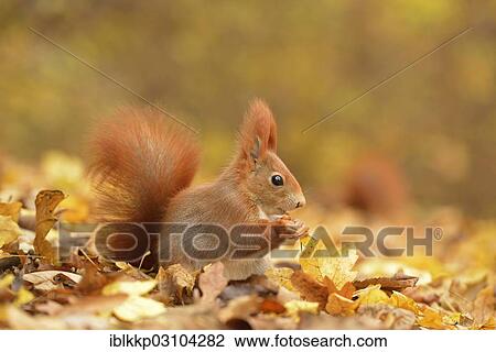 "Red Squirrel (Sciurus vulgaris) in an urban park in autumn, Leipzig, Saxony, Germany, Europe" View Large Photo Image Stock Image - "Red Squirrel (Sciurus vulgaris) in an urban park in autumn, Leipzig, Saxony, Germany, Europe". Fotosearch