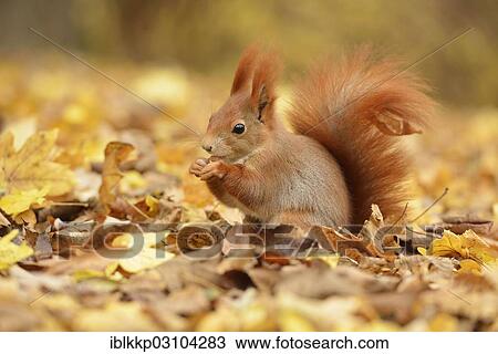 "Red Squirrel (Sciurus vulgaris) in an urban park in autumn, Leipzig, Saxony, Germany, Europe" View Large Photo Image Stock Image - "Red Squirrel (Sciurus vulgaris) in an urban park in autumn, Leipzig, Saxony, Germany, Europe". Fotosearch