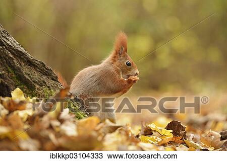 "Red Squirrel (Sciurus vulgaris) in an urban park in autumn, Leipzig, Saxony, Germany, Europe" View Large Photo Image Stock Image - "Red Squirrel (Sciurus vulgaris) in an urban park in autumn, Leipzig, Saxony, Germany, Europe". Fotosearch