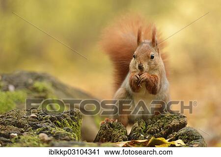 "Red Squirrel (Sciurus vulgaris) in an urban park in autumn, Leipzig, Saxony, Germany, Europe" View Large Photo Image Stock Image - "Red Squirrel (Sciurus vulgaris) in an urban park in autumn, Leipzig, Saxony, Germany, Europe". Fotosearch