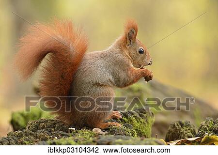 Stock Image - "Red Squirrel (Sciurus vulgaris) in an urban park in autumn, Leipzig, Saxony, Germany, Europe". Fotosearch