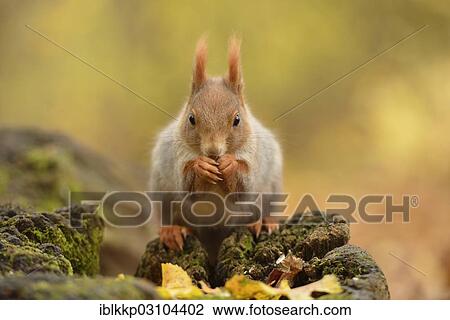 "Red Squirrel (Sciurus vulgaris) in an urban park in autumn, Leipzig, Saxony, Germany, Europe" View Large Photo Image Stock Image - "Red Squirrel (Sciurus vulgaris) in an urban park in autumn, Leipzig, Saxony, Germany, Europe". Fotosearch