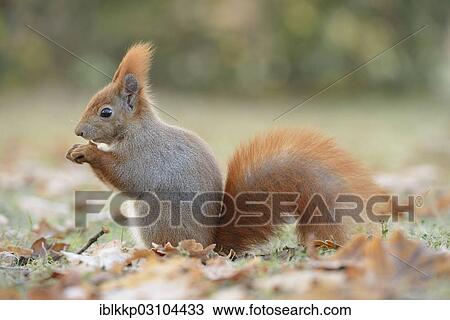 "Red Squirrel (Sciurus vulgaris) in an urban park in autumn, Leipzig, Saxony, Germany, Europe" View Large Photo Image Stock Image - "Red Squirrel (Sciurus vulgaris) in an urban park in autumn, Leipzig, Saxony, Germany, Europe". Fotosearch