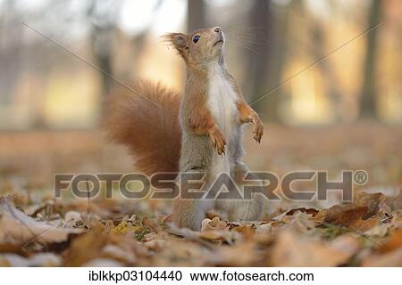 "Red Squirrel (Sciurus vulgaris) in an urban park in autumn, Leipzig, Saxony, Germany, Europe" View Large Photo Image Stock Image - "Red Squirrel (Sciurus vulgaris) in an urban park in autumn, Leipzig, Saxony, Germany, Europe". Fotosearch