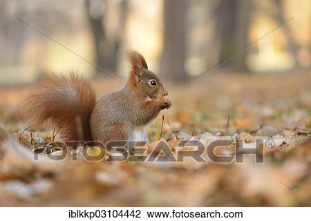 "Red Squirrel (Sciurus vulgaris) in an urban park in autumn, Leipzig, Saxony, Germany, Europe" View Large Photo Image Stock Image - "Red Squirrel (Sciurus vulgaris) in an urban park in autumn, Leipzig, Saxony, Germany, Europe". Fotosearch