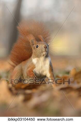 "Red Squirrel (Sciurus vulgaris) in an urban park in autumn, Leipzig, Saxony, Germany, Europe" View Large Photo Image Stock Image - "Red Squirrel (Sciurus vulgaris) in an urban park in autumn, Leipzig, Saxony, Germany, Europe". Fotosearch