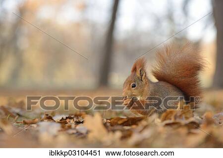 "Red Squirrel (Sciurus vulgaris) in an urban park in autumn, Leipzig, Saxony, Germany, Europe" View Large Photo Image Stock Image - "Red Squirrel (Sciurus vulgaris) in an urban park in autumn, Leipzig, Saxony, Germany, Europe". Fotosearch