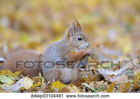 "Red Squirrel (Sciurus vulgaris) in an urban park in autumn, Leipzig, Saxony, Germany, Europe" View Large Photo Image Stock Image - "Red Squirrel (Sciurus vulgaris) in an urban park in autumn, Leipzig, Saxony, Germany, Europe". Fotosearch