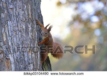 "Red Squirrel (Sciurus vulgaris) in an urban park in autumn, Leipzig, Saxony, Germany, Europe" View Large Photo Image Stock Image - "Red Squirrel (Sciurus vulgaris) in an urban park in autumn, Leipzig, Saxony, Germany, Europe". Fotosearch