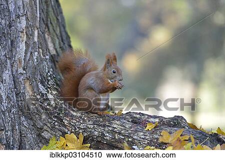 "Red Squirrel (Sciurus vulgaris) in an urban park in autumn, Leipzig, Saxony, Germany, Europe" View Large Photo Image Stock Image - "Red Squirrel (Sciurus vulgaris) in an urban park in autumn, Leipzig, Saxony, Germany, Europe". Fotosearch