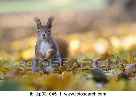 "Red Squirrel (Sciurus vulgaris) in an urban park in autumn, Leipzig, Saxony, Germany, Europe" View Large Photo Image Stock Image - "Red Squirrel (Sciurus vulgaris) in an urban park in autumn, Leipzig, Saxony, Germany, Europe". Fotosearch