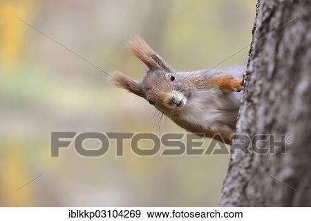"Red Squirrel (Sciurus vulgaris) in an urban park in autumn, Leipzig, Saxony, Germany, Europe" View Large Photo Image Stock Photo - "Red Squirrel (Sciurus vulgaris) in an urban park in autumn, Leipzig, Saxony, Germany, Europe". Fotosearch
