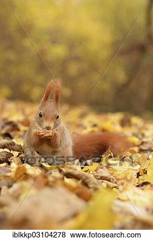 "Red Squirrel (Sciurus vulgaris) in an urban park in autumn, Leipzig, Saxony, Germany, Europe" View Large Photo Image Stock Photo - "Red Squirrel (Sciurus vulgaris) in an urban park in autumn, Leipzig, Saxony, Germany, Europe". Fotosearch