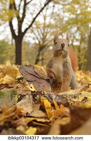 Stock Photo - "Red Squirrel (Sciurus vulgaris) in an urban park in autumn, Leipzig, Saxony, Germany, Europe". Fotosearch