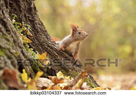 "Red Squirrel (Sciurus vulgaris) in an urban park in autumn, Leipzig, Saxony, Germany, Europe" View Large Photo Image Stock Photo - "Red Squirrel (Sciurus vulgaris) in an urban park in autumn, Leipzig, Saxony, Germany, Europe". Fotosearch
