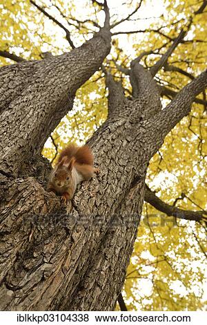 Stock Photo - "Red Squirrel (Sciurus vulgaris) in an urban park in autumn, Leipzig, Saxony, Germany, Europe". Fotosearch
