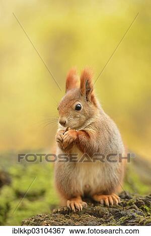 "Red Squirrel (Sciurus vulgaris) in an urban park in autumn, Leipzig, Saxony, Germany, Europe" View Large Photo Image Stock Photo - "Red Squirrel (Sciurus vulgaris) in an urban park in autumn, Leipzig, Saxony, Germany, Europe". Fotosearch