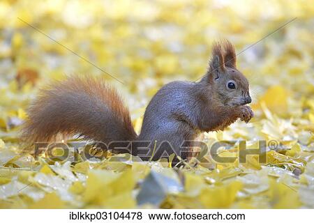 Stock Photo - "Red Squirrel (Sciurus vulgaris) in an urban park in autumn, Leipzig, Saxony, Germany, Europe". Fotosearch