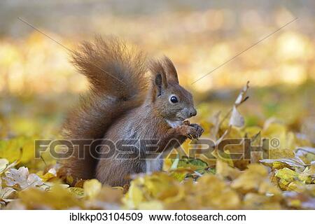 "Red Squirrel (Sciurus vulgaris) in an urban park in autumn, Leipzig, Saxony, Germany, Europe" View Large Photo Image Stock Photo - "Red Squirrel (Sciurus vulgaris) in an urban park in autumn, Leipzig, Saxony, Germany, Europe". Fotosearch