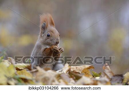 "Red Squirrel (Sciurus vulgaris) in an urban park in autumn, Leipzig, Saxony, Germany, Europe" View Large Photo Image Stock Photograph - "Red Squirrel (Sciurus vulgaris) in an urban park in autumn, Leipzig, Saxony, Germany, Europe". Fotosearch