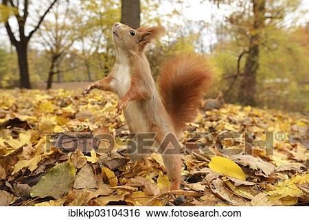 "Red Squirrel (Sciurus vulgaris) in an urban park in autumn, Leipzig, Saxony, Germany, Europe" View Large Photo Image Stock Photograph - "Red Squirrel (Sciurus vulgaris) in an urban park in autumn, Leipzig, Saxony, Germany, Europe". Fotosearch