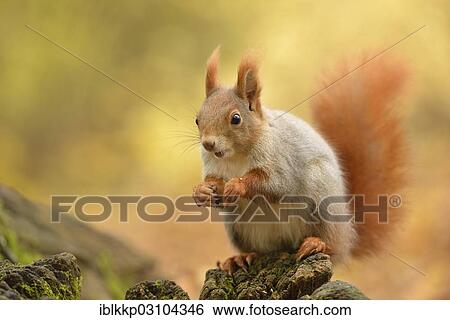 "Red Squirrel (Sciurus vulgaris) in an urban park in autumn, Leipzig, Saxony, Germany, Europe" View Large Photo Image Stock Photograph - "Red Squirrel (Sciurus vulgaris) in an urban park in autumn, Leipzig, Saxony, Germany, Europe". Fotosearch