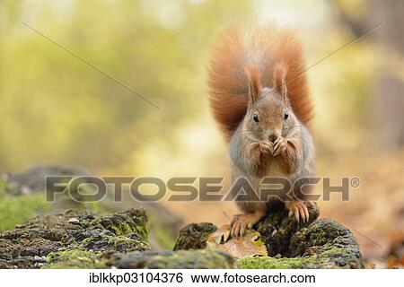 "Red Squirrel (Sciurus vulgaris) in an urban park in autumn, Leipzig, Saxony, Germany, Europe" View Large Photo Image Stock Photograph - "Red Squirrel (Sciurus vulgaris) in an urban park in autumn, Leipzig, Saxony, Germany, Europe". Fotosearch