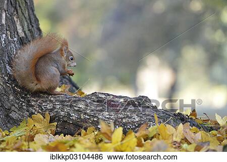 "Red Squirrel (Sciurus vulgaris) in an urban park in autumn, Leipzig, Saxony, Germany, Europe" View Large Photo Image Stock Photograph - "Red Squirrel (Sciurus vulgaris) in an urban park in autumn, Leipzig, Saxony, Germany, Europe". Fotosearch
