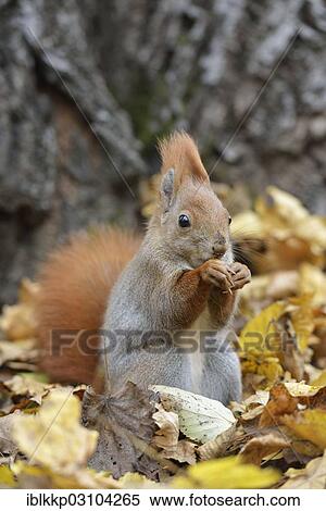 "Red Squirrel (Sciurus vulgaris) in an urban park in autumn, Leipzig, Saxony, Germany, Europe" View Large Photo Image Stock Photography - "Red Squirrel (Sciurus vulgaris) in an urban park in autumn, Leipzig, Saxony, Germany, Europe". Fotosearch