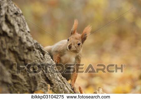 "Red Squirrel (Sciurus vulgaris) in an urban park in autumn, Leipzig, Saxony, Germany, Europe" View Large Photo Image Stock Photography - "Red Squirrel (Sciurus vulgaris) in an urban park in autumn, Leipzig, Saxony, Germany, Europe". Fotosearch