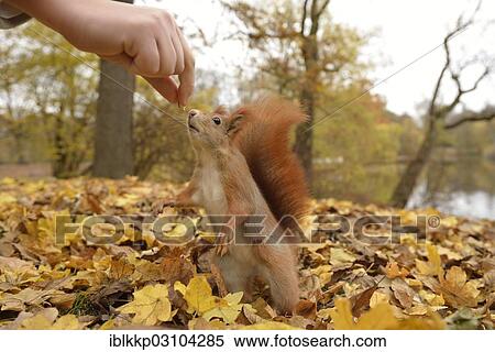 "Red Squirrel (Sciurus vulgaris) in an urban park in autumn, Leipzig, Saxony, Germany, Europe" View Large Photo Image Stock Photography - "Red Squirrel (Sciurus vulgaris) in an urban park in autumn, Leipzig, Saxony, Germany, Europe". Fotosearch