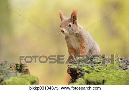 "Red Squirrel (Sciurus vulgaris) in an urban park in autumn, Leipzig, Saxony, Germany, Europe" View Large Photo Image Stock Photography - "Red Squirrel (Sciurus vulgaris) in an urban park in autumn, Leipzig, Saxony, Germany, Europe". Fotosearch