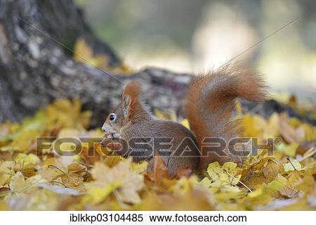 "Red Squirrel (Sciurus vulgaris) in an urban park in autumn, Leipzig, Saxony, Germany, Europe" View Large Photo Image Stock Photography - "Red Squirrel (Sciurus vulgaris) in an urban park in autumn, Leipzig, Saxony, Germany, Europe". Fotosearch