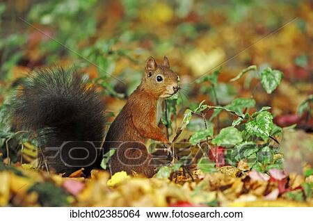 Picture - "Red Squirrel (Sciurus vulgaris), North Rhine-Westphalia, Germany, Europe". Fotosearch