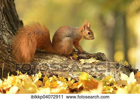 Stock Image - "Red Squirrel (Sciurus vulgaris) on a tree in autumn, Saxony, Germany, Europe". Fotosearch