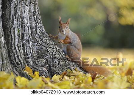 "Red Squirrel (Sciurus vulgaris) on a tree in autumn, Saxony, Germany, Europe" View Large Photo Image Stock Image - "Red Squirrel (Sciurus vulgaris) on a tree in autumn, Saxony, Germany, Europe". Fotosearch