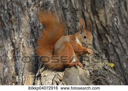 "Red Squirrel (Sciurus vulgaris) on a tree in autumn, feeding, Saxony, Germany, Europe" View Large Photo Image Stock Photograph - "Red Squirrel (Sciurus vulgaris) on a tree in autumn, feeding, Saxony, Germany, Europe". Fotosearch