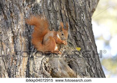 "Red Squirrel (Sciurus vulgaris) on a tree in autumn, feeding, Saxony, Germany, Europe" View Large Photo Image Stock Photography - "Red Squirrel (Sciurus vulgaris) on a tree in autumn, feeding, Saxony, Germany, Europe". Fotosearch