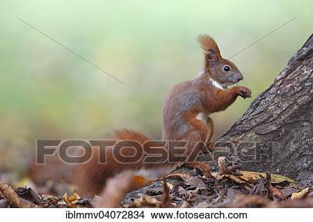 "Red Squirrel (Sciurus vulgaris), on the ground with a nut, in a park, Leipzig, Saxony, Germany, Europe" View Large Photo Image Picture - "Red Squirrel (Sciurus vulgaris), on the ground with a nut, in a park, Leipzig, Saxony, Germany, Europe". Fotosearch