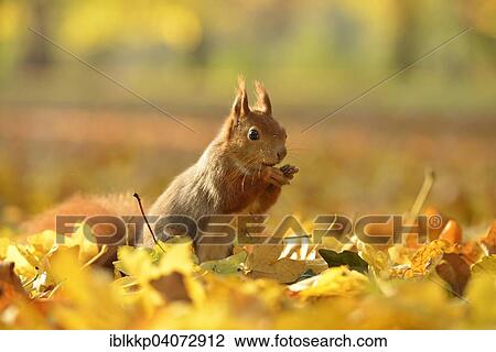 "Red Squirrel (Sciurus vulgaris) on autumn foliage, feeding, Saxony, Germany, Europe" View Large Photo Image Stock Image - "Red Squirrel (Sciurus vulgaris) on autumn foliage, feeding, Saxony, Germany, Europe". Fotosearch