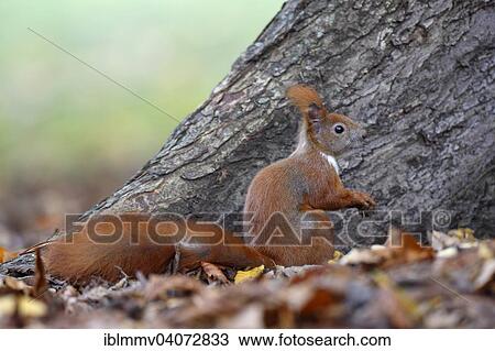 "Red Squirrel (Sciurus vulgaris), on the ground in a park, Leipzig, Saxony, Germany, Europe" View Large Photo Image Stock Image - "Red Squirrel (Sciurus vulgaris), on the ground in a park, Leipzig, Saxony, Germany, Europe". Fotosearch