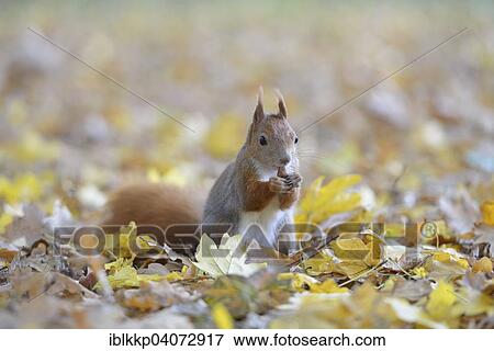 "Red Squirrel (Sciurus vulgaris) on autumn foliage, feeding, Saxony, Germany, Europe" View Large Photo Image Stock Photo - "Red Squirrel (Sciurus vulgaris) on autumn foliage, feeding, Saxony, Germany, Europe". Fotosearch